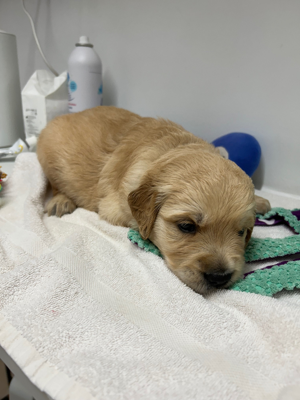 Des Champs D'Eypadero - Chiots disponibles - Golden Retriever
