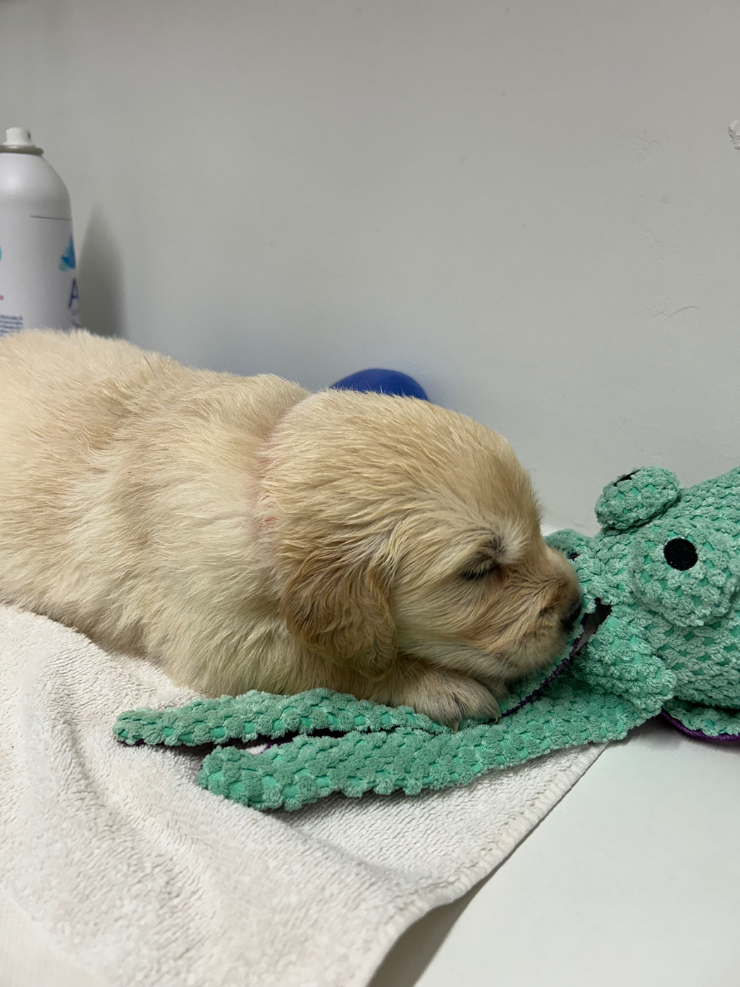 Des Champs D'Eypadero - Chiots disponibles - Golden Retriever