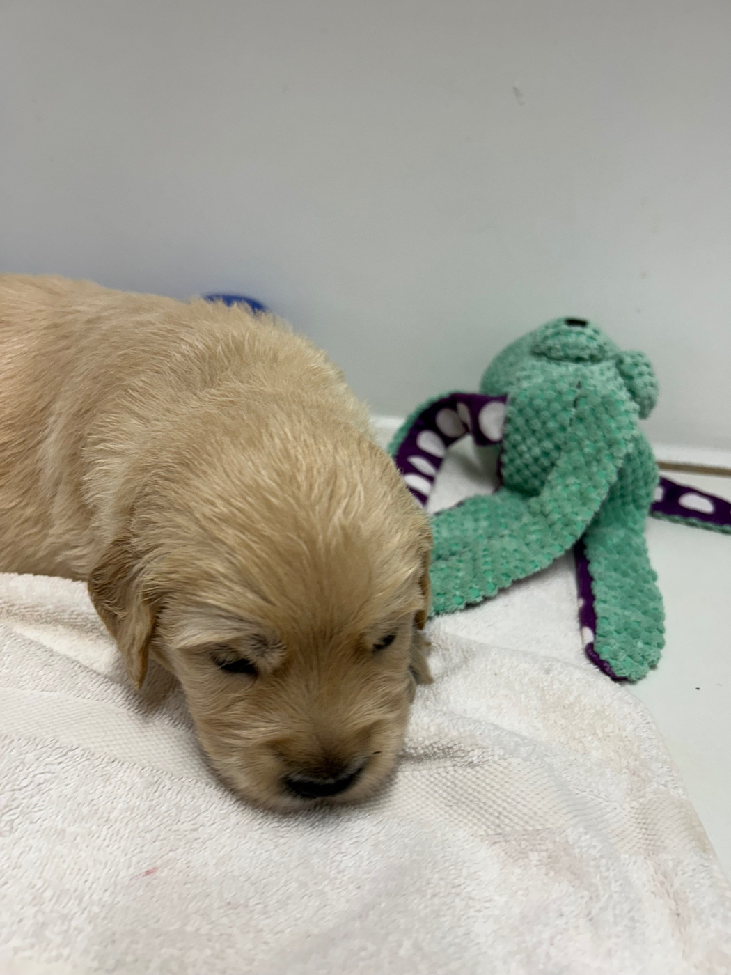 Des Champs D'Eypadero - Chiots disponibles - Golden Retriever