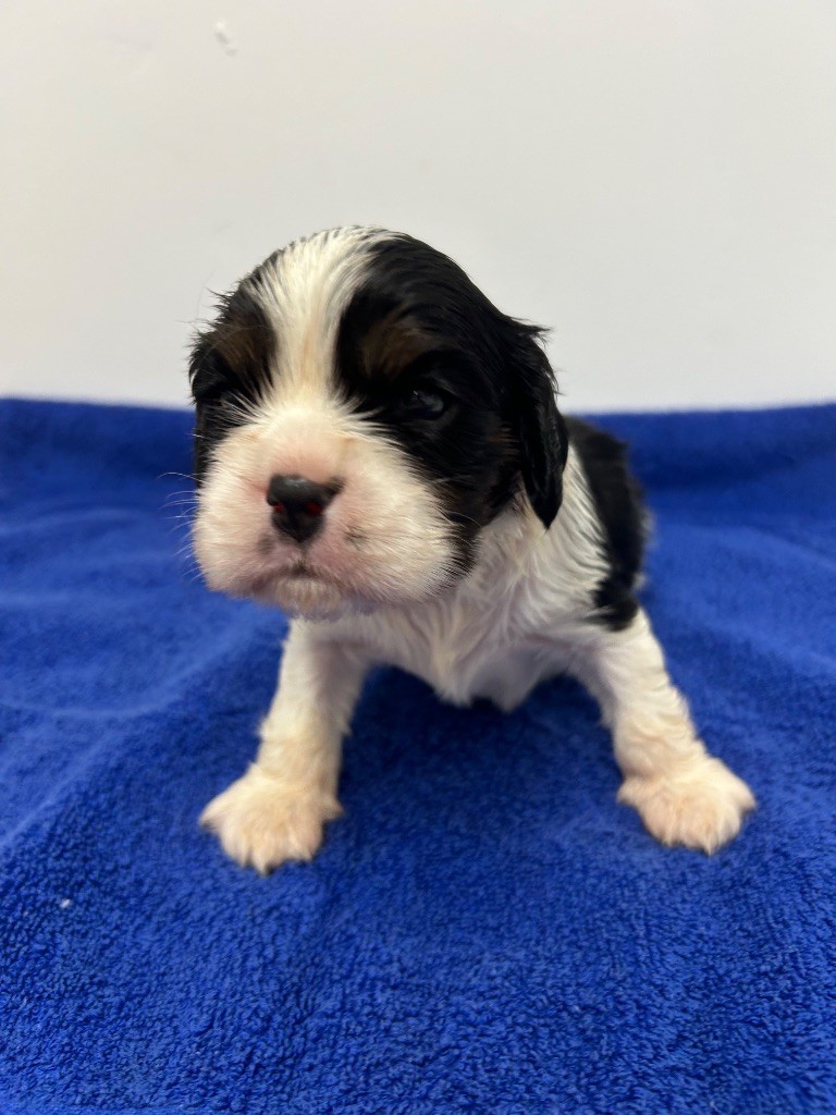 Des Champs D'Eypadero - Chiots disponibles - Cavalier King Charles Spaniel