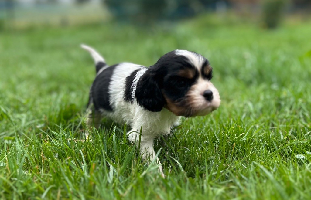 Des Champs D'Eypadero - Chiots disponibles - Cavalier King Charles Spaniel