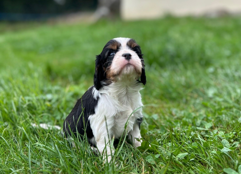 Des Champs D'Eypadero - Chiots disponibles - Cavalier King Charles Spaniel