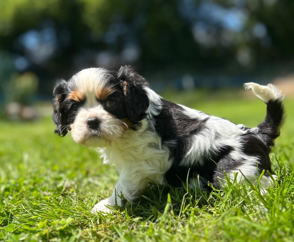 Des Champs D'Eypadero - Chiots disponibles - Cavalier King Charles Spaniel