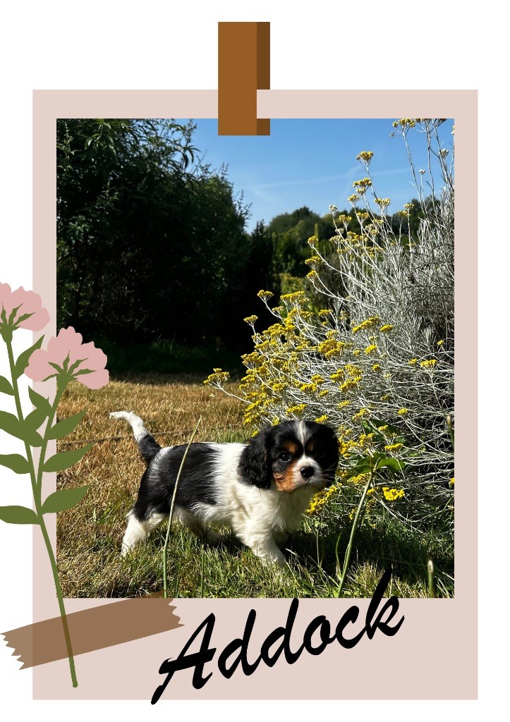 Des Champs D'Eypadero - Chiots disponibles - Cavalier King Charles Spaniel