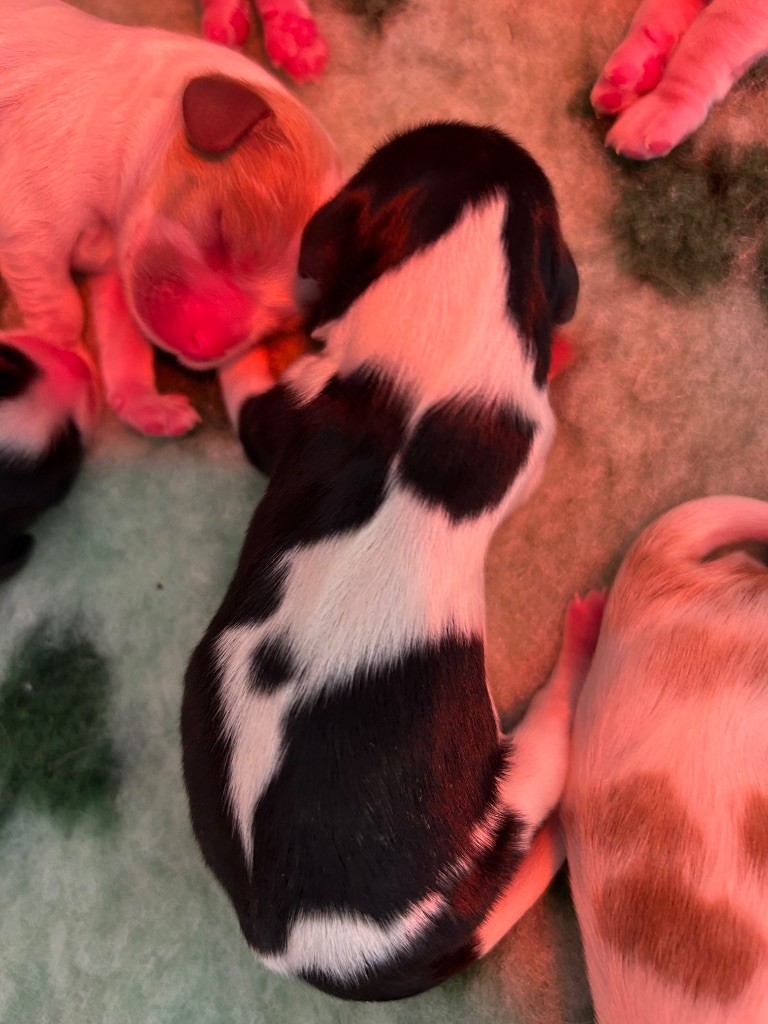 Des Champs D'Eypadero - Chiots disponibles - Cavalier King Charles Spaniel