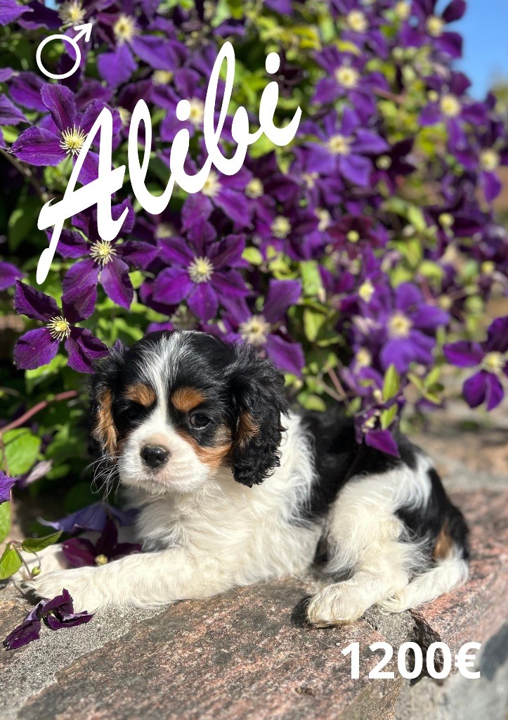 Des Champs D'Eypadero - Chiots disponibles - Cavalier King Charles Spaniel