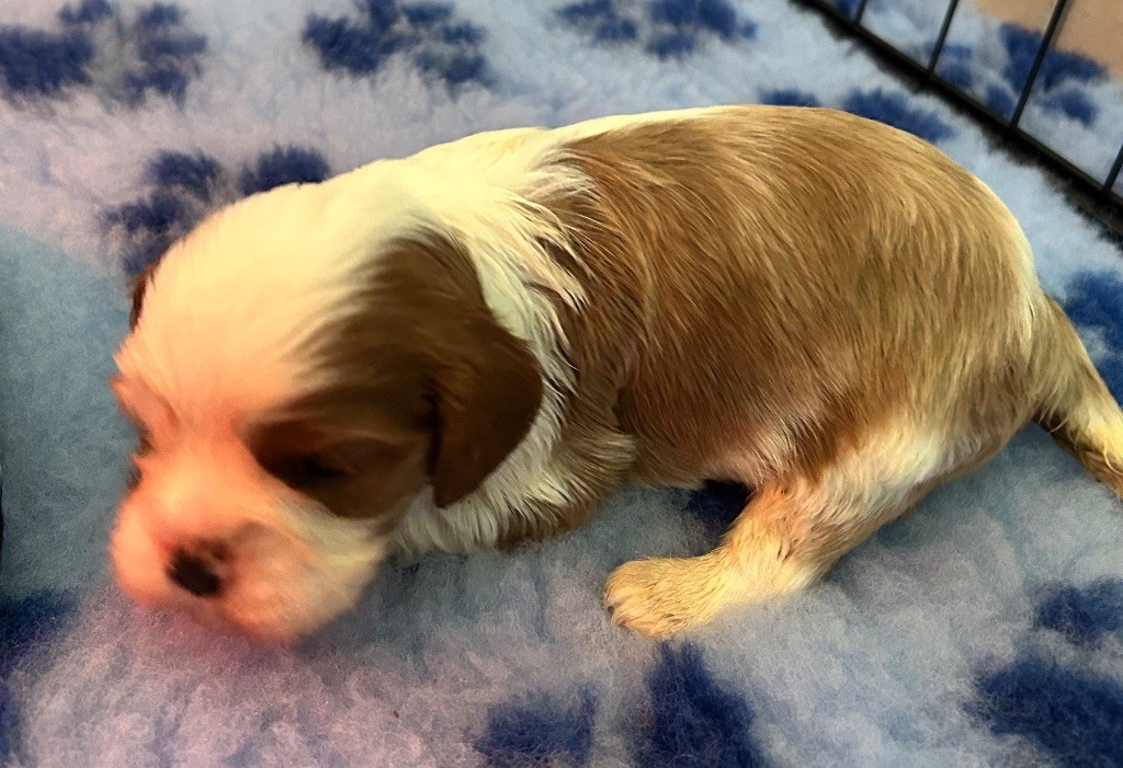 Des Champs D'Eypadero - Chiots disponibles - Cavalier King Charles Spaniel