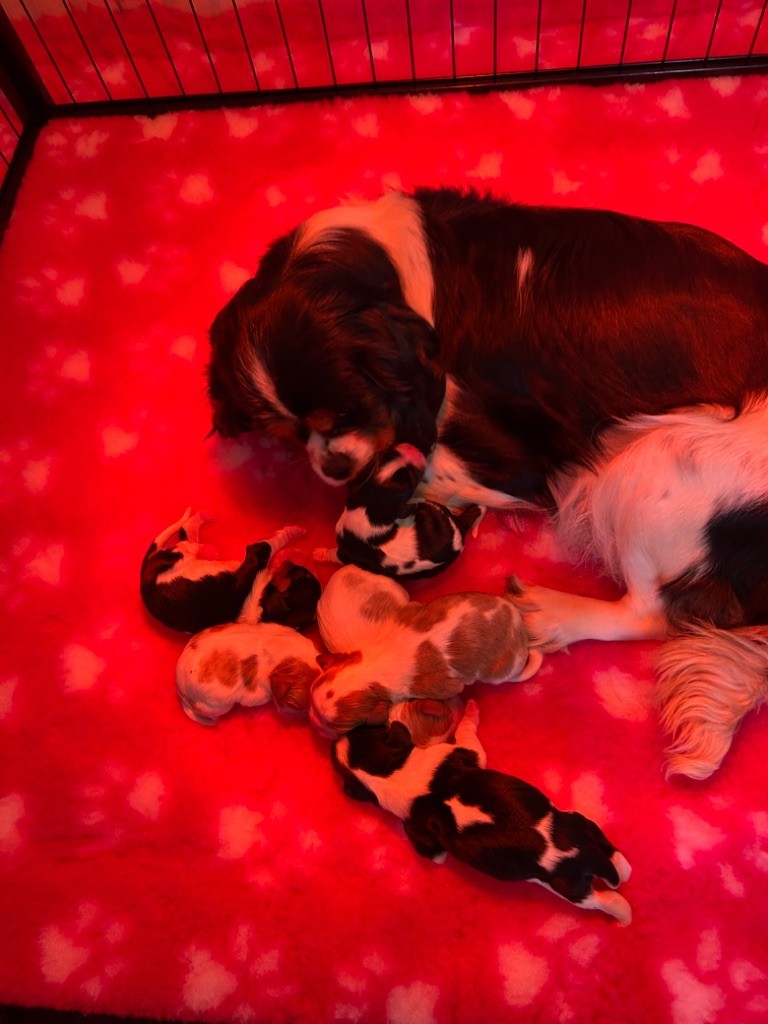 Chiot Cavalier King Charles Spaniel Des Champs D'Eypadero