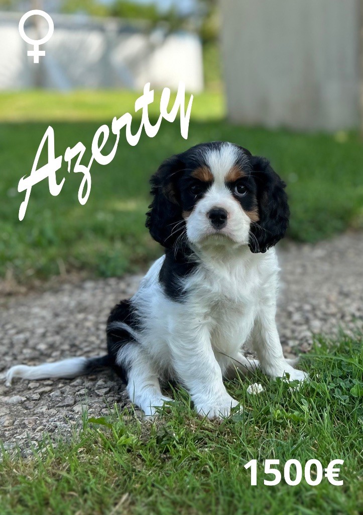 Des Champs D'Eypadero - Chiots disponibles - Cavalier King Charles Spaniel