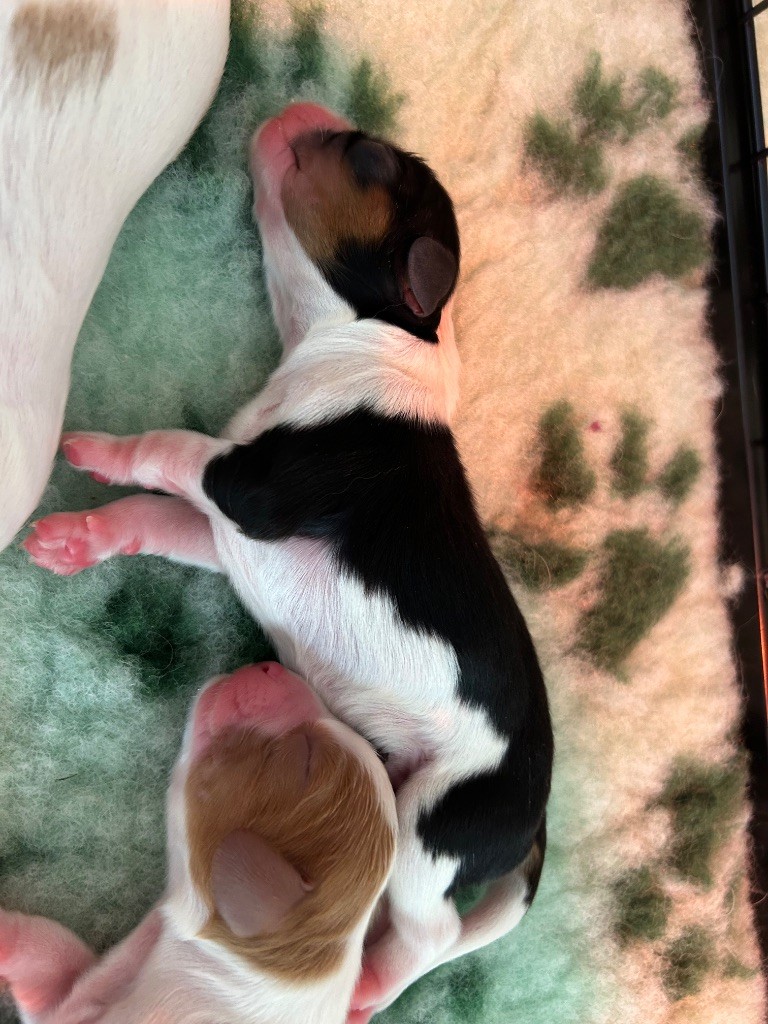Des Champs D'Eypadero - Chiots disponibles - Cavalier King Charles Spaniel