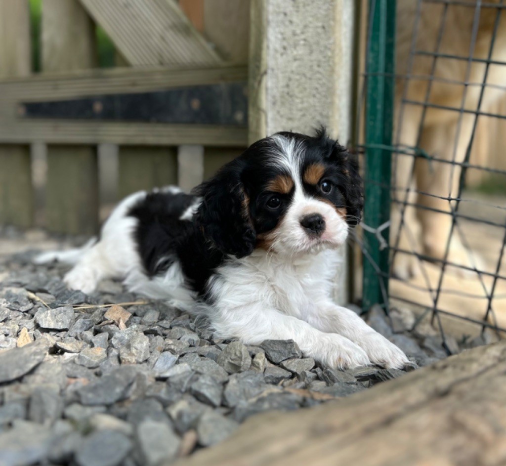 Des Champs D'Eypadero - Chiots disponibles - Cavalier King Charles Spaniel