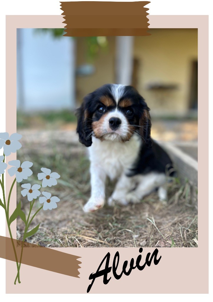 Des Champs D'Eypadero - Chiots disponibles - Cavalier King Charles Spaniel