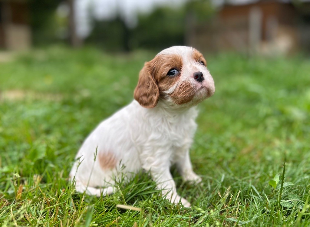 Des Champs D'Eypadero - Chiots disponibles - Cavalier King Charles Spaniel