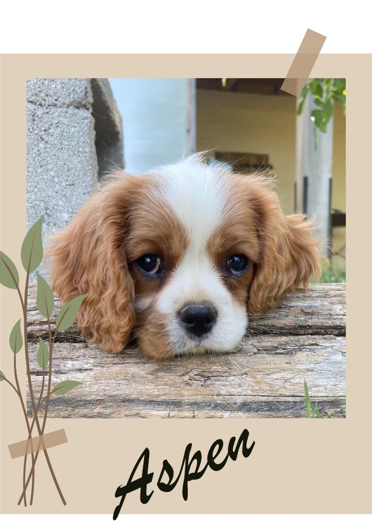 Des Champs D'Eypadero - Chiots disponibles - Cavalier King Charles Spaniel