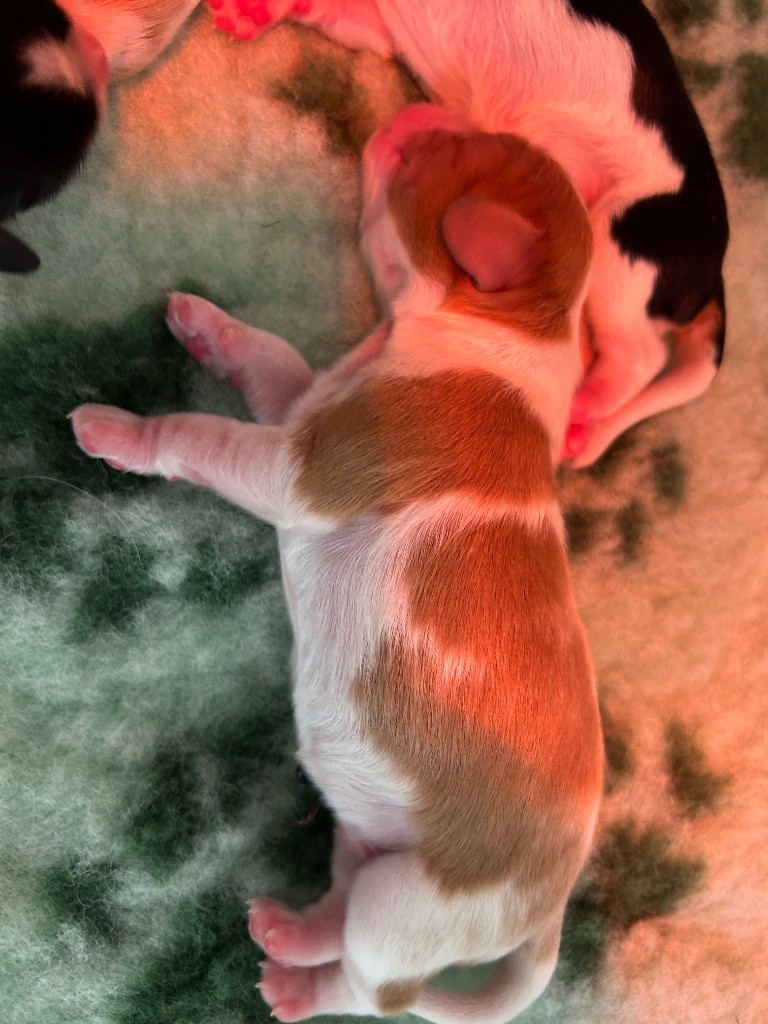 Des Champs D'Eypadero - Chiots disponibles - Cavalier King Charles Spaniel