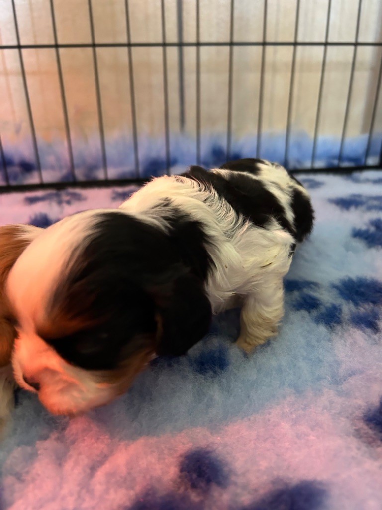 Des Champs D'Eypadero - Chiots disponibles - Cavalier King Charles Spaniel
