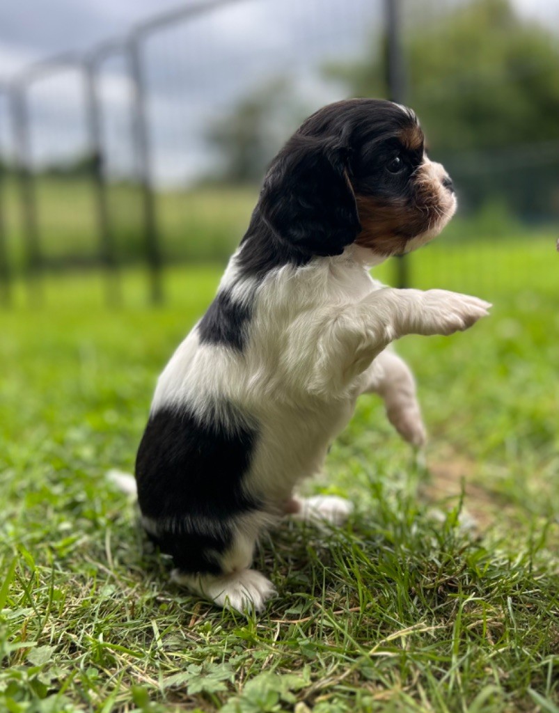 Des Champs D'Eypadero - Chiots disponibles - Cavalier King Charles Spaniel