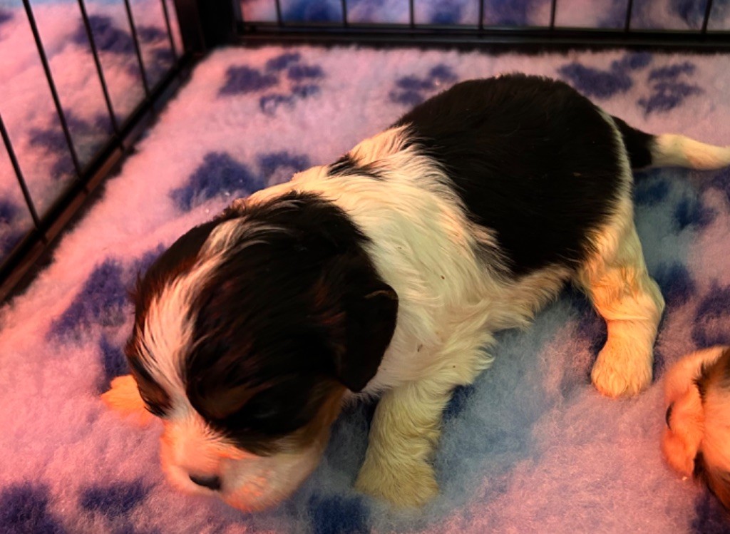 Des Champs D'Eypadero - Chiots disponibles - Cavalier King Charles Spaniel