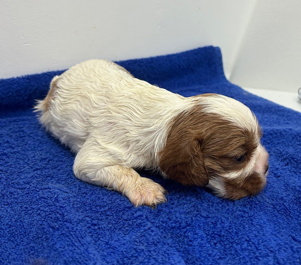 Des Champs D'Eypadero - Chiots disponibles - Cavalier King Charles Spaniel