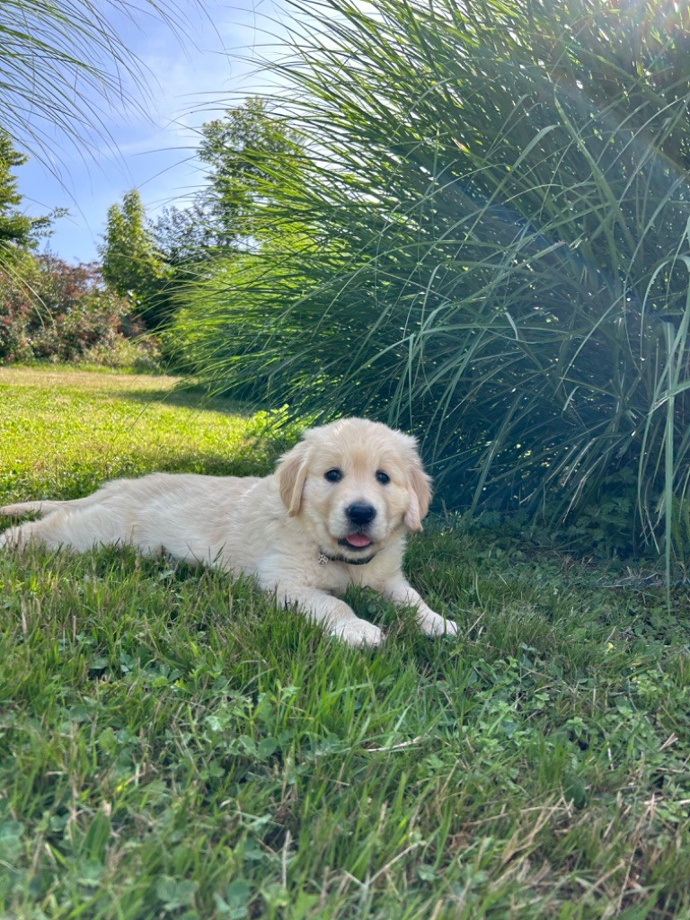 Des Champs D'Eypadero - Chiots disponibles - Golden Retriever