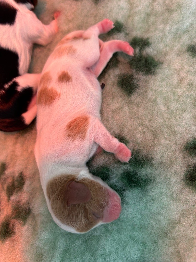 Des Champs D'Eypadero - Chiots disponibles - Cavalier King Charles Spaniel