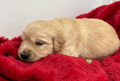 CHIOT JAUNE