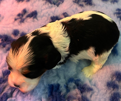CHIOT 6