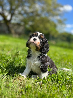 CHIOT 3