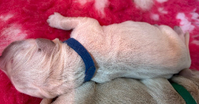 CHIOT BLEU