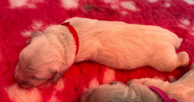 CHIOT ROUGE