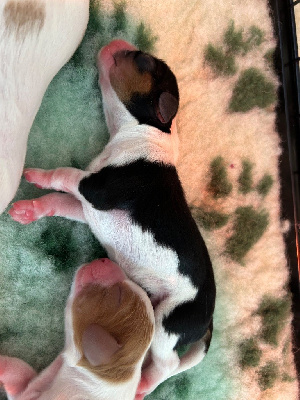 CHIOT 3 dit eclair