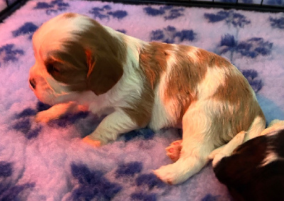CHIOT 4