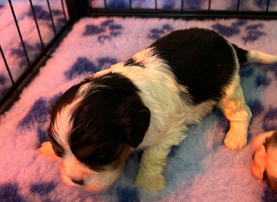 CHIOT 2