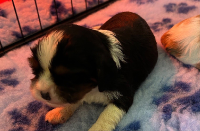 CHIOT 3