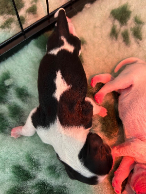 CHIOT 4 dit batman