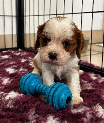 CHIOT 4