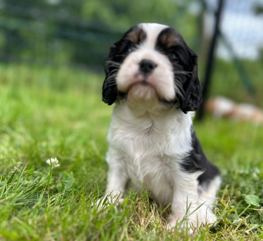 Des Champs D'Eypadero - Chiots disponibles - Cavalier King Charles Spaniel