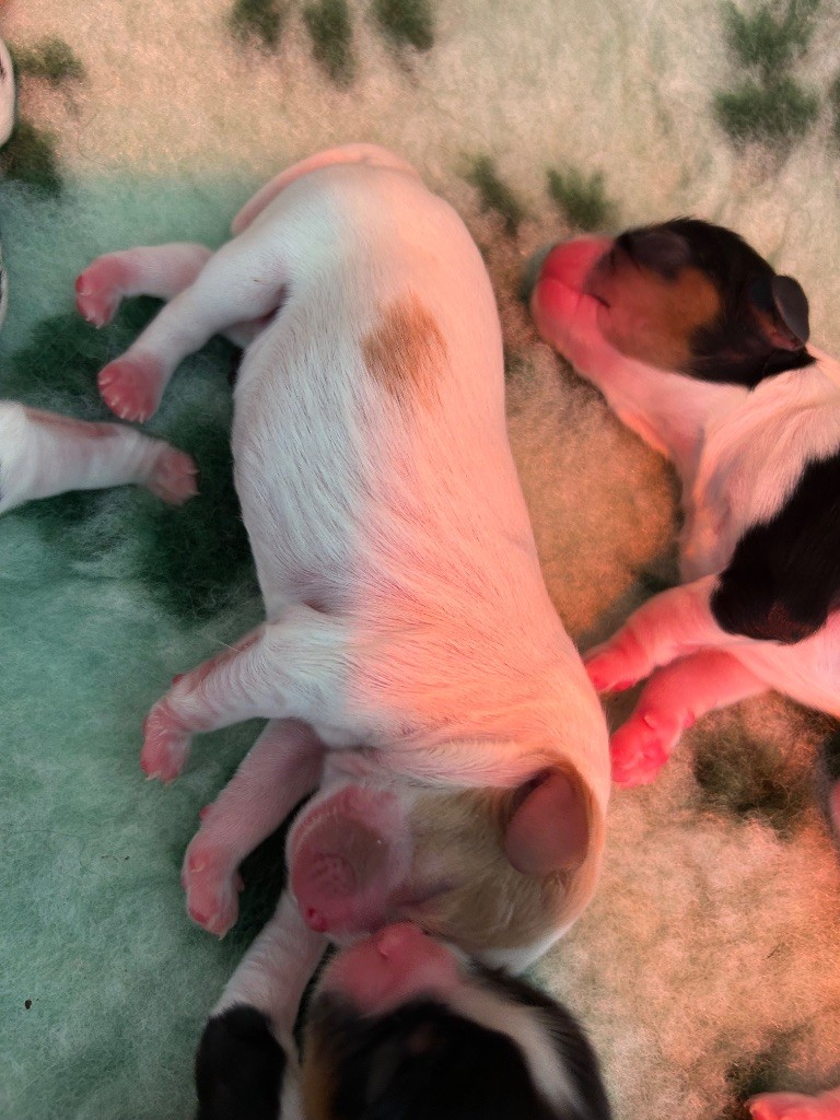 Des Champs D'Eypadero - Chiots disponibles - Cavalier King Charles Spaniel