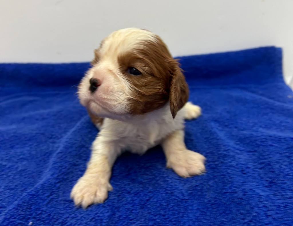 Des Champs D'Eypadero - Chiots disponibles - Cavalier King Charles Spaniel