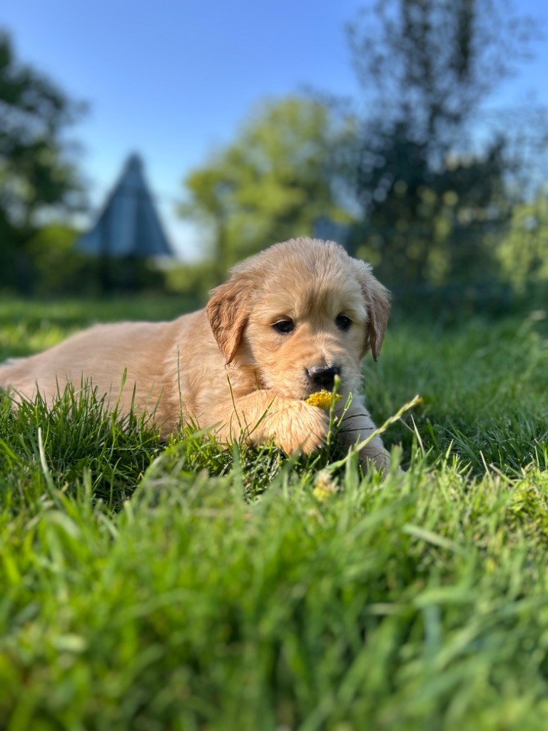 Des Champs D'Eypadero - Chiots disponibles - Golden Retriever
