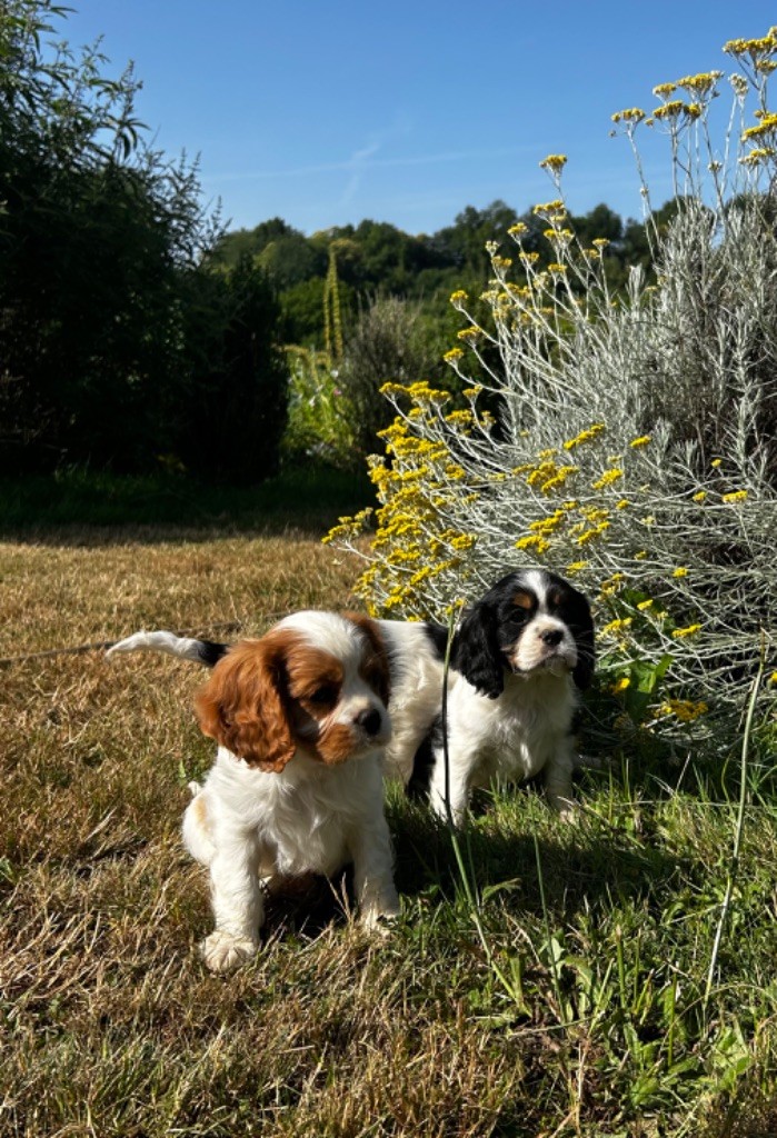Des Champs D'Eypadero - Cavalier King Charles Spaniel - Portée née le 30/04/2025