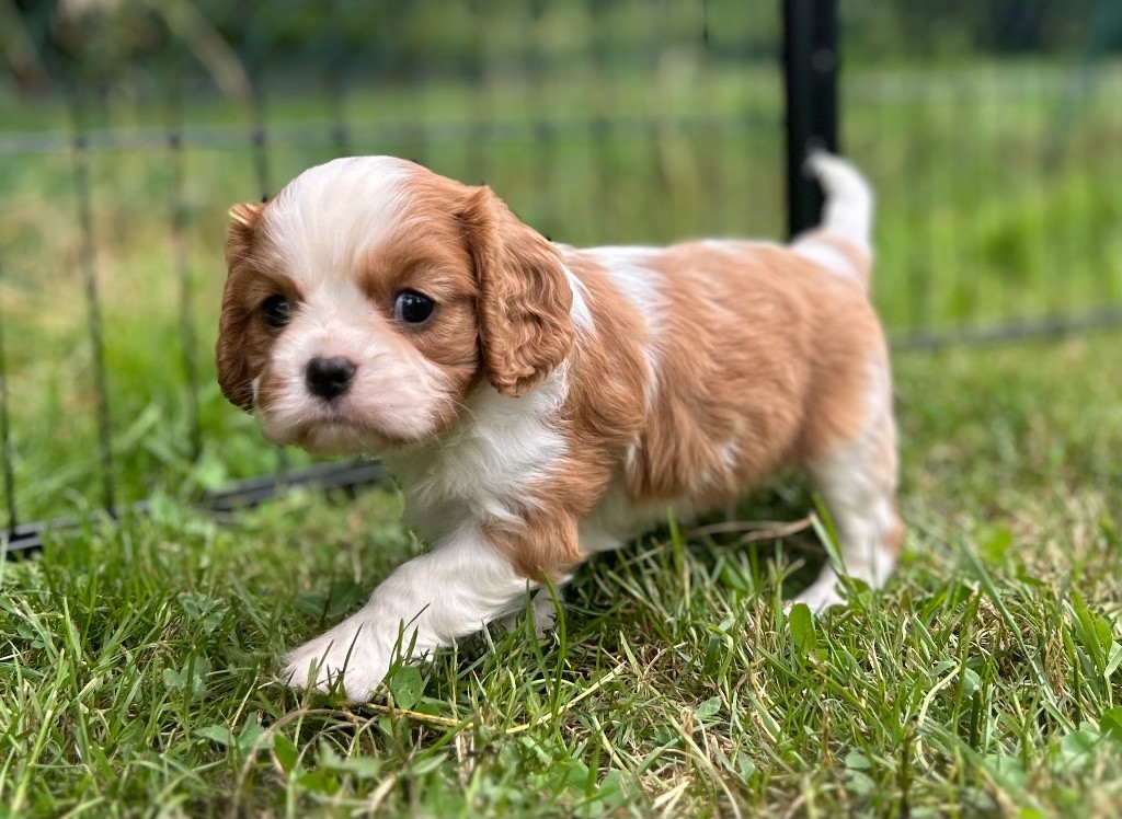 Des Champs D'Eypadero - Chiots disponibles - Cavalier King Charles Spaniel