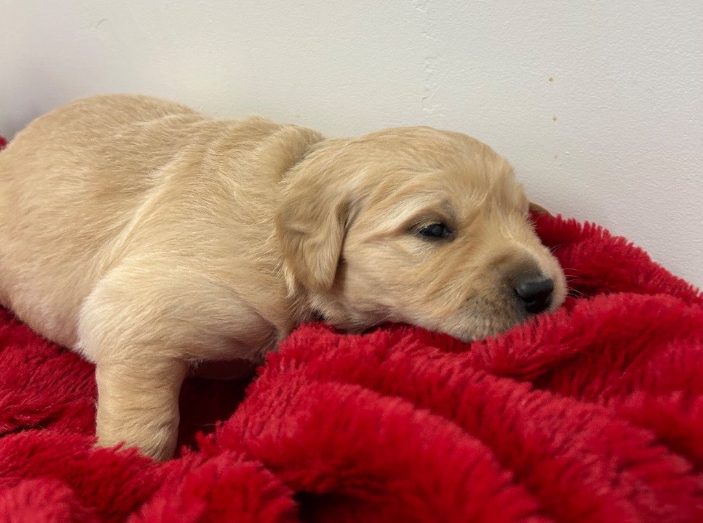 Des Champs D'Eypadero - Chiots disponibles - Golden Retriever