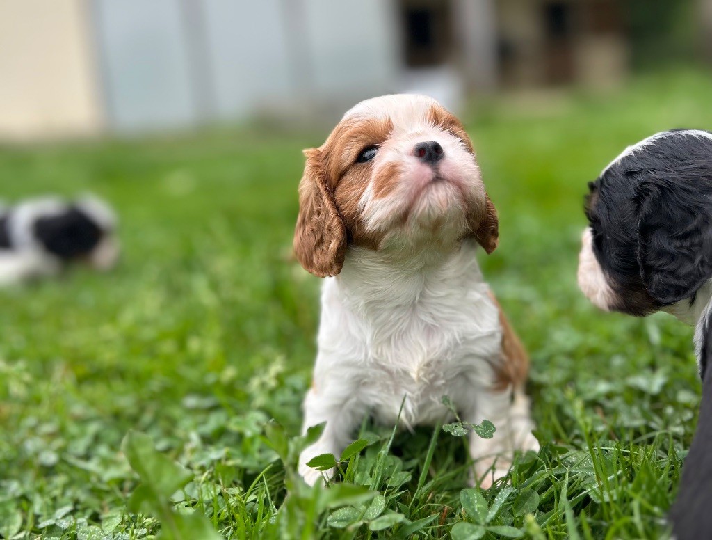 Des Champs D'Eypadero - Chiots disponibles - Cavalier King Charles Spaniel