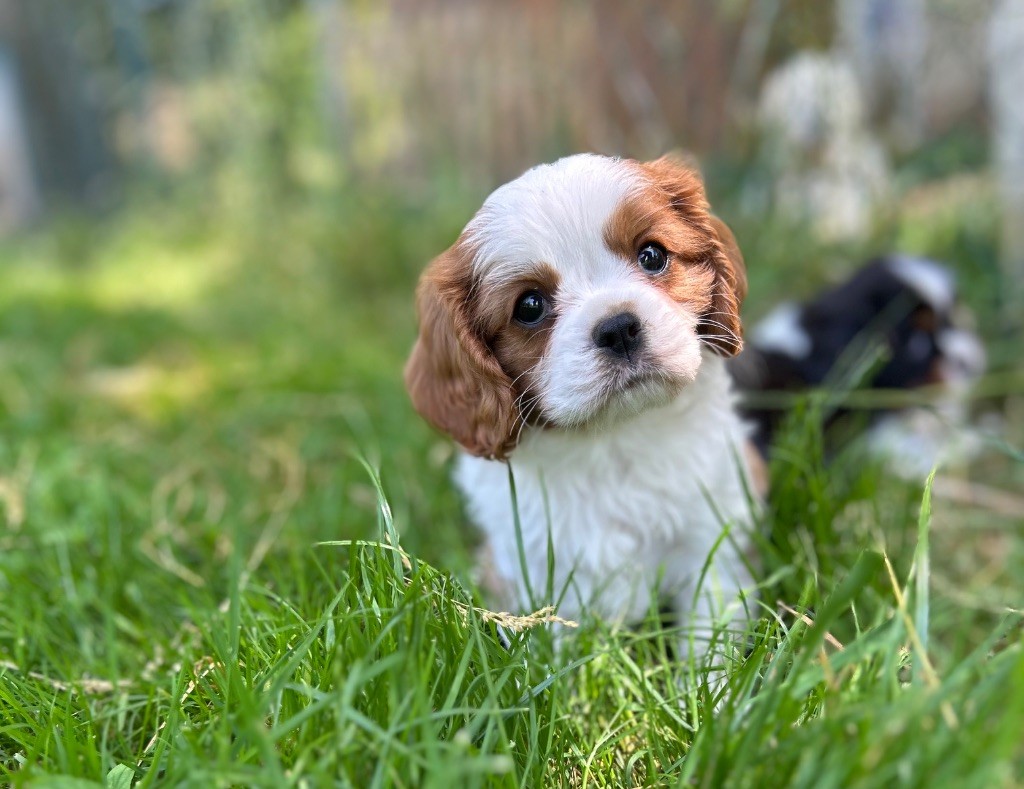 Des Champs D'Eypadero - Chiots disponibles - Cavalier King Charles Spaniel