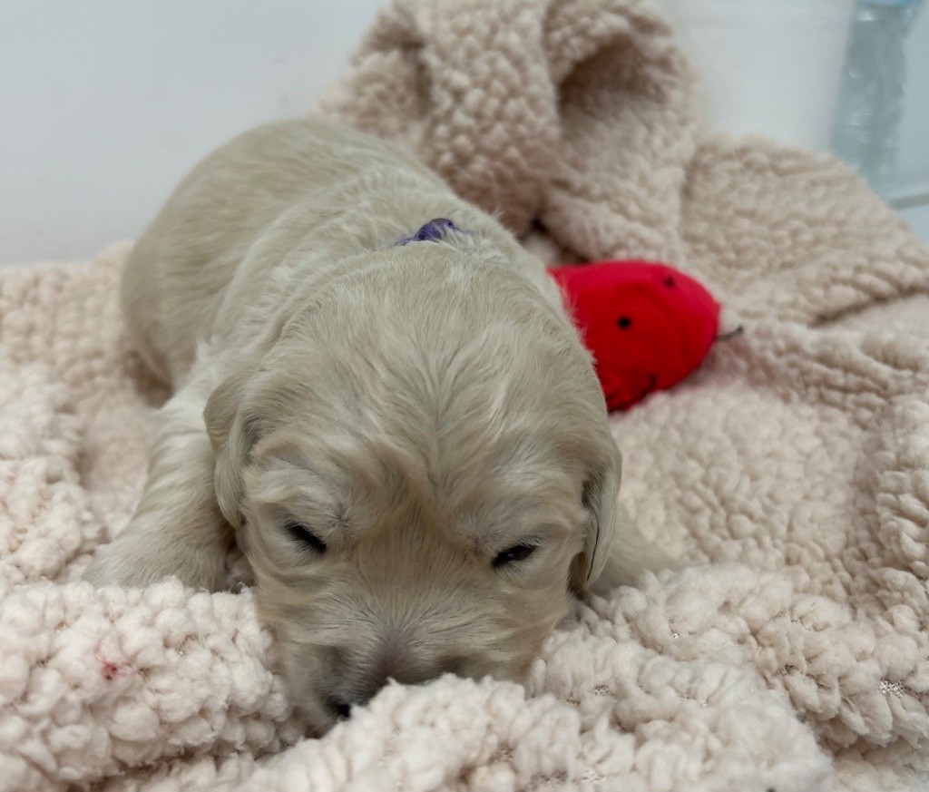 Des Champs D'Eypadero - Chiots disponibles - Golden Retriever