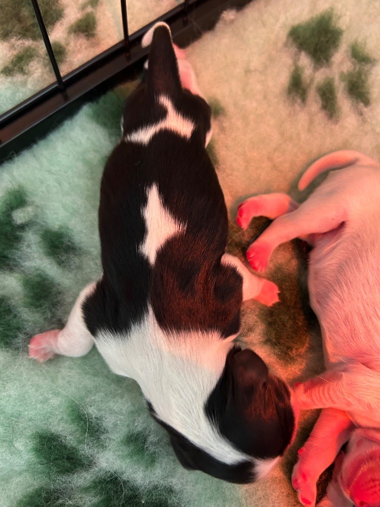 Des Champs D'Eypadero - Chiots disponibles - Cavalier King Charles Spaniel