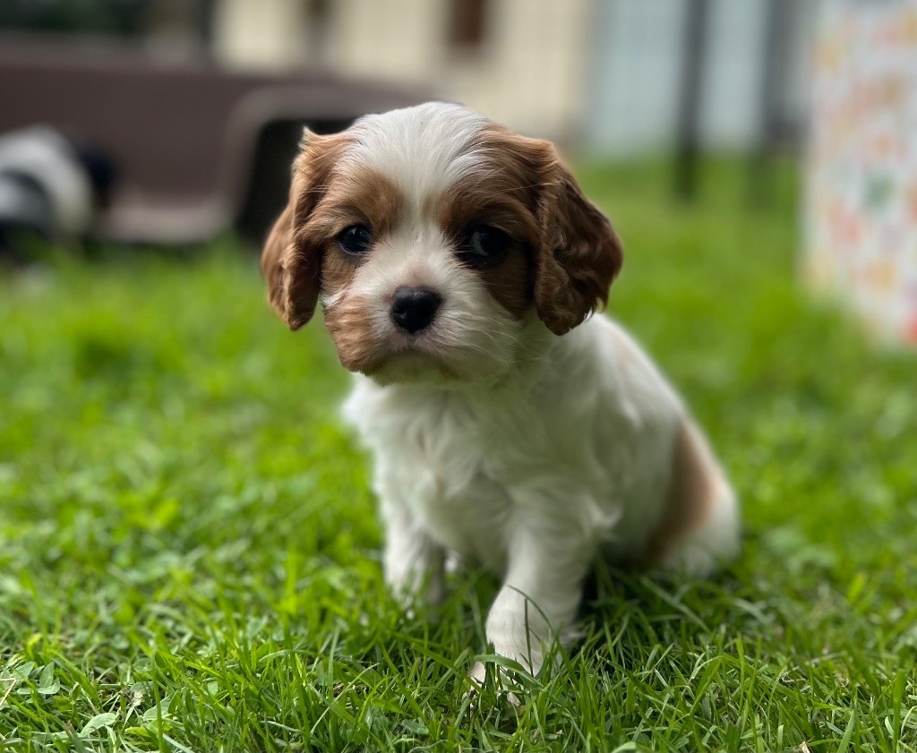 Des Champs D'Eypadero - Chiots disponibles - Cavalier King Charles Spaniel