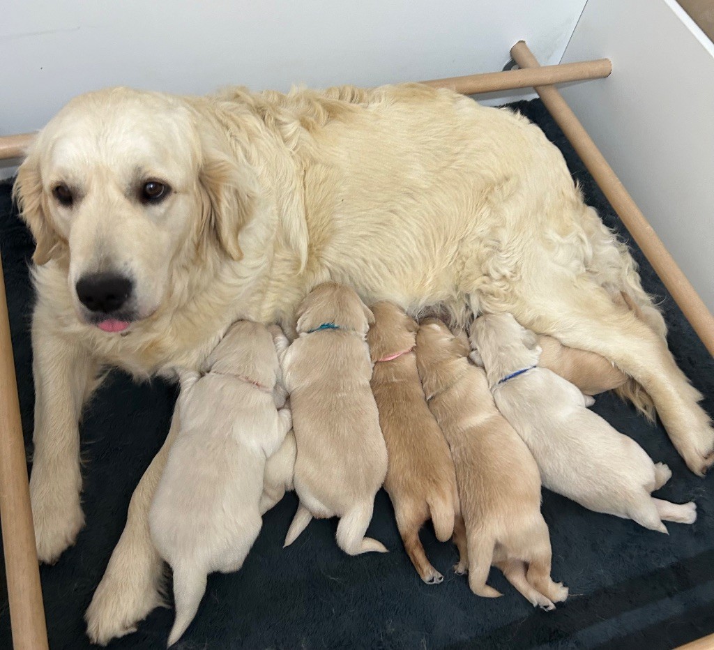 Chiot Golden Retriever Des Champs D'Eypadero