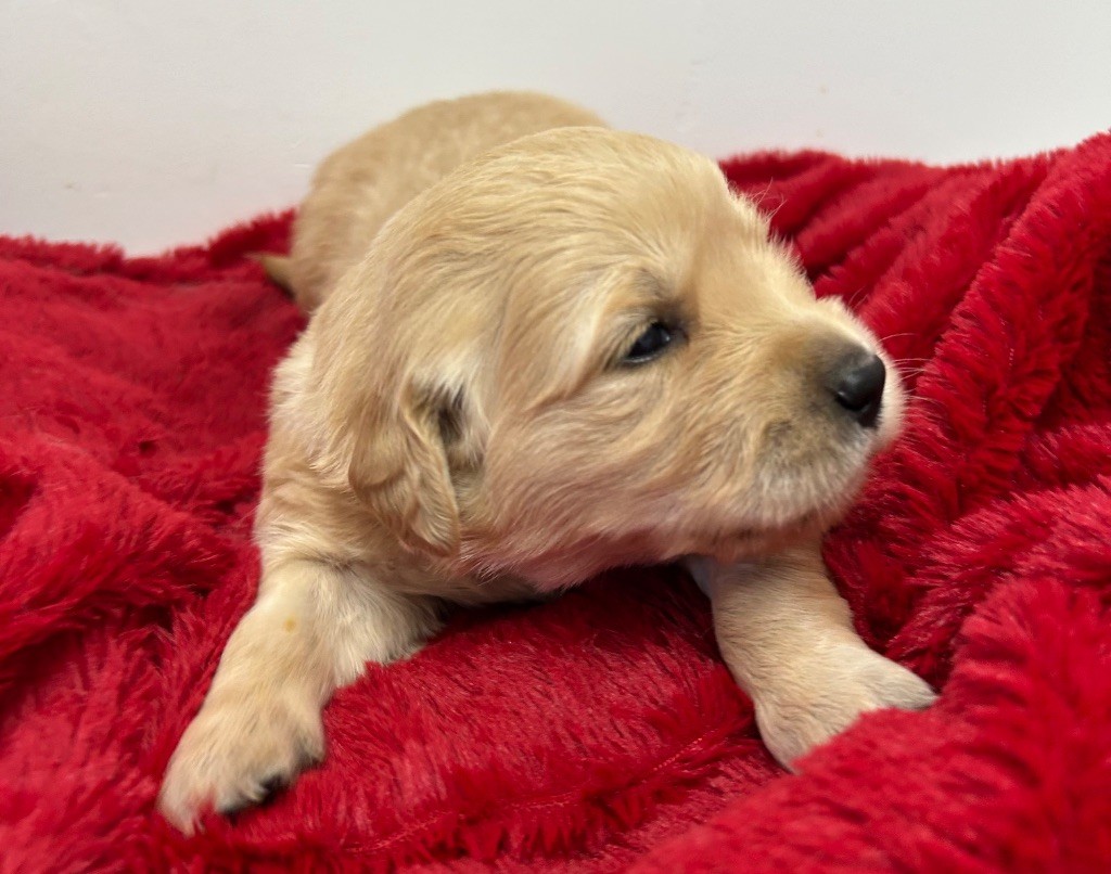 Des Champs D'Eypadero - Chiots disponibles - Golden Retriever
